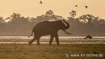 Indien: Elefantenherde trampelt Mann zu Tode