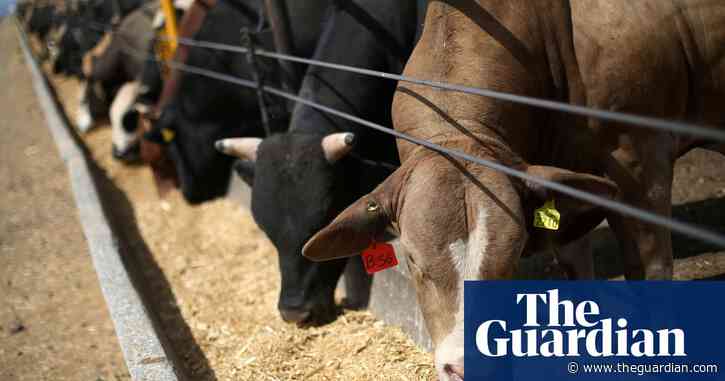 UK to import high-carbon beef and low-welfare pork in trade deals
