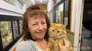 Saskatoon SPCA office cat program changing cor-purr-ate culture one foster cat at a time