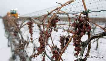 Volatile winter weather affecting icewine production in Ontario, producers say