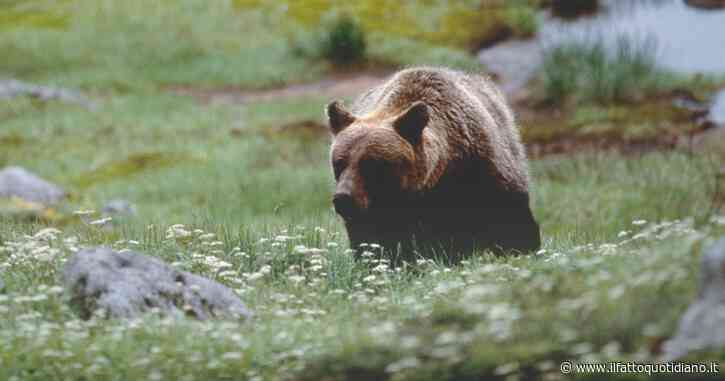 L’orso che ha aggredito un escursionista in Trentino sarà abbattuto: “Si chiama MJ5, è problematico”. Il ministro dell’Ambiente media
