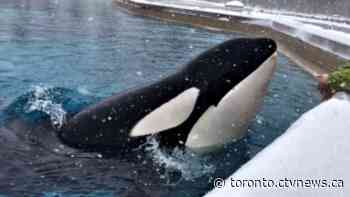 Kiska, Canada's last living orca, dies after decades of captivity at Marineland