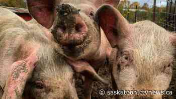 'They're very intelligent animals': Sask. university researchers examine signs of stress in pigs' hair