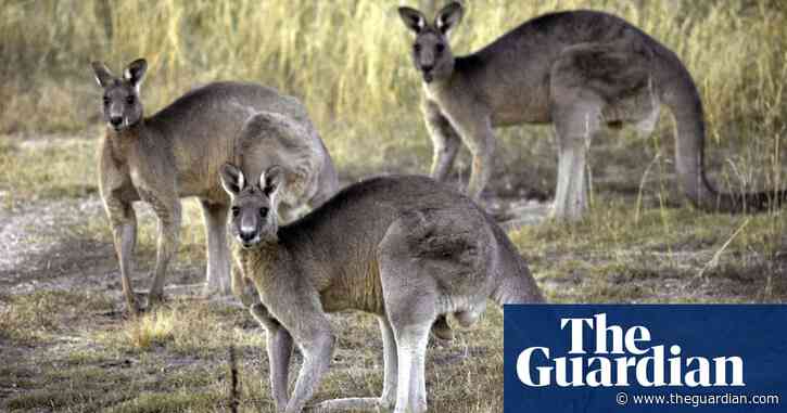 Animal activists and commercial industry at odds after Nike halts use of kangaroo leather
