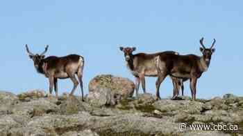 Ontario pledges $29M to protect boreal caribou — but the spending isn't without criticism