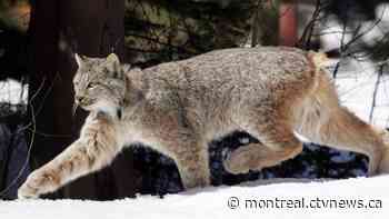 Lynx tracked near elementary school in Trois-Rivieres, Que.