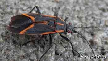 What are boxelder bugs? Also, why you should never squash them