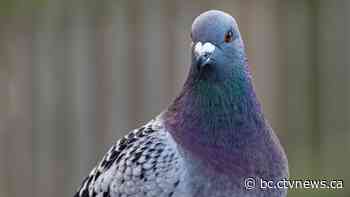 Second pigeon wearing tiny backpack found in B.C. prison, guards union says