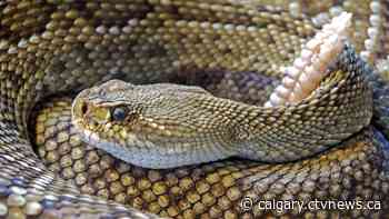 Snake stick-up: Calgary man arrested after bank robbery involving scaly threat