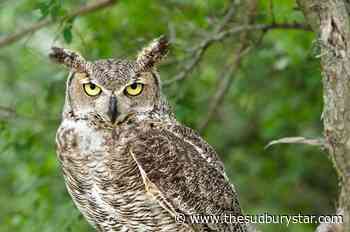 Aggressive owl closes campground at Killarney Provincial Park