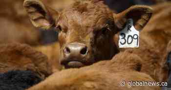 Rising beef costs loom, but the profits aren’t being felt by Sask. producers