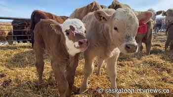 'It’s definitely tough': Sask. producers gear up for calving season