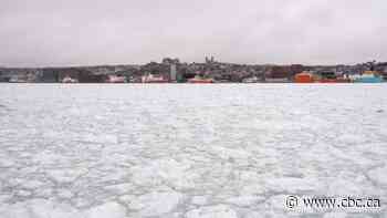 St. John's is on ice: See the city's harbour packed with sea ice for the first time in 6 years