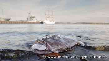 Seltener Fund: Toter Anglerfisch in der Kieler Bucht