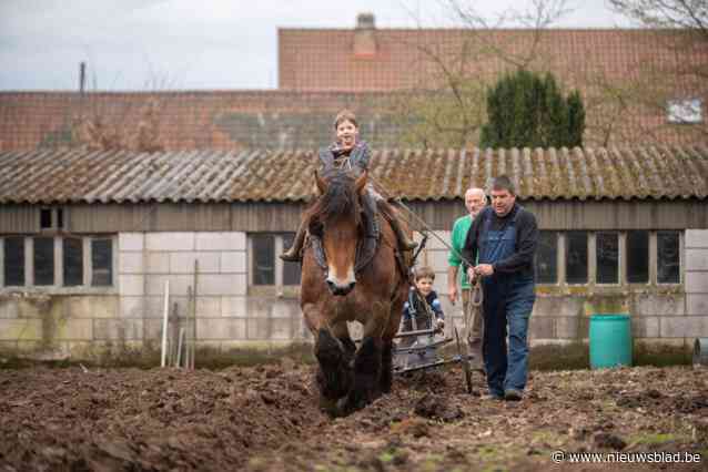 Daar is de lente! Louis’ (94) akker met paard en kar omgeploegd zodat hij zijn ‘patatten’ kan gaan planten