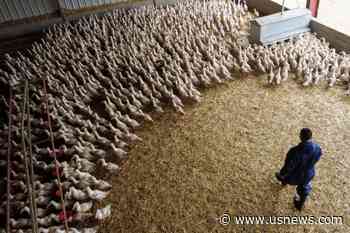 Vaccine Makers Prep Bird Flu Shot for Humans 'Just in Case'; Rich Nations Lock in Supplies