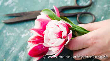Wie bleiben Tulpen in der Vase länger frisch? Den Stiel nicht zerquetschen