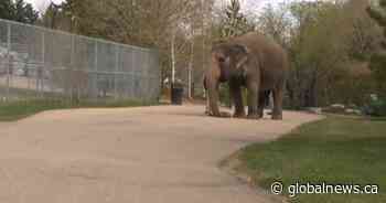 Independent assessment of Lucy the elephant reveals ‘new medical information’: City of Edmonton