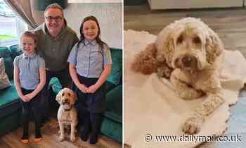 Moment Brendan the missing cockapoo reappears and is reunited with family after five-day adventure