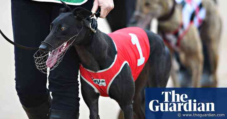 Tracking technology to protect greyhounds will go ahead in Victoria after unanimous support