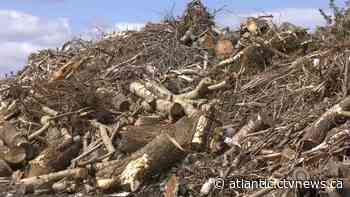 No plan yet to deal with piles of wood waste left from Fiona