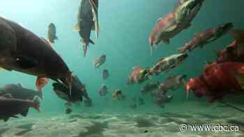 B.C. First Nations file court case against federal decision not to renew salmon farm licences