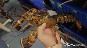 Study suggests lobster may be able to adapt to warming ocean temperatures