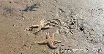 Starfish washed up on Teesside beach days after razor clam shells and black sediment on nearby sands