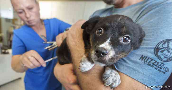 Giving puppies and other animals another chance at a Summit County shelter