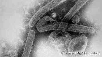 Marburg-Virus breitet sich in Äquatorialguinea weiter aus