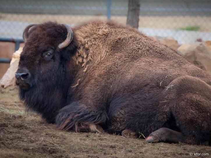OKC Zoo mourns loss of beloved bison