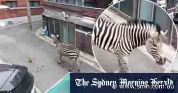 Zebra runs through South Korean streets following zoo escape