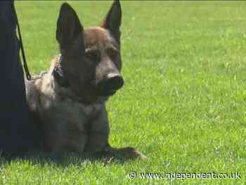 Man’s drug conviction is vacated because police dog put paws on his car