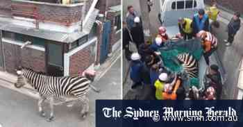 Zebra roams through Seoul streets after escaping zoo