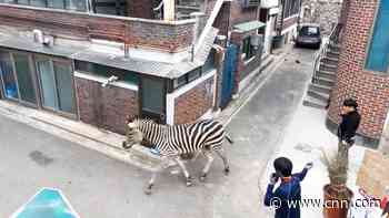 Zebra on the loose gives zookeepers the runaround in Seoul