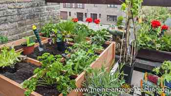 Hochbeet auf dem Balkon: Wer platzsparendes Gemüse wählt, erhöht die Ernte