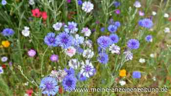Pflegeleichter Bienenmagnet: Verschönern Sie Ihren Garten mit einer Blumenwiese