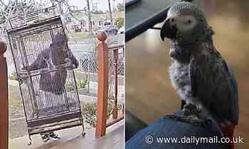 Thieves caught on camera swiping coveted African Grey Parrot from porch of California home