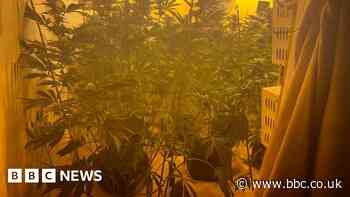 Longsight cannabis farm: Arrest after £450k of drugs seized - police