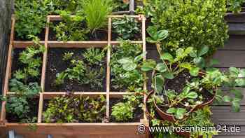 Square Foot Gardening: Große Ernte auf kleinem Raum