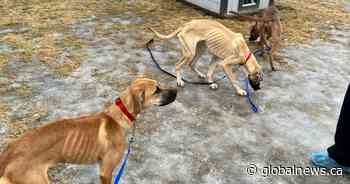 B.C. man whose emaciated dogs were seized loses appeal to have 4 returned