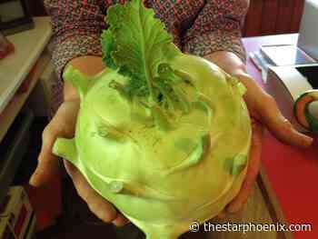 Kohlrabi is well-suited to growth in Saskatchewan's climate