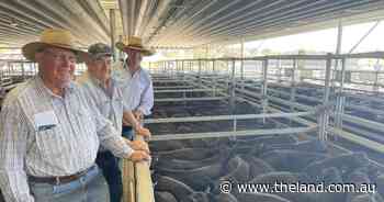 Solid result for Carcoar blue ribbon weaners