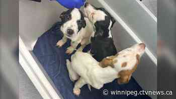 'They are skin and bones': 4 puppies found abandoned in box by Manitoba highway