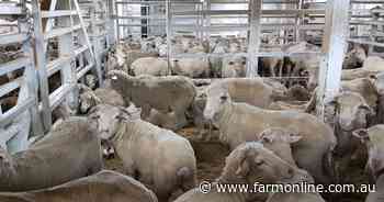 Live sheep export industry not backing down in phase out fight