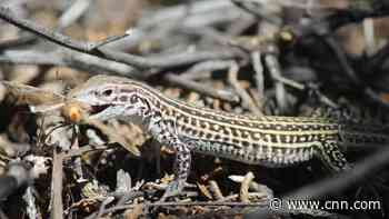 This lizard species stress-eats to cope with noisy US Army aircraft