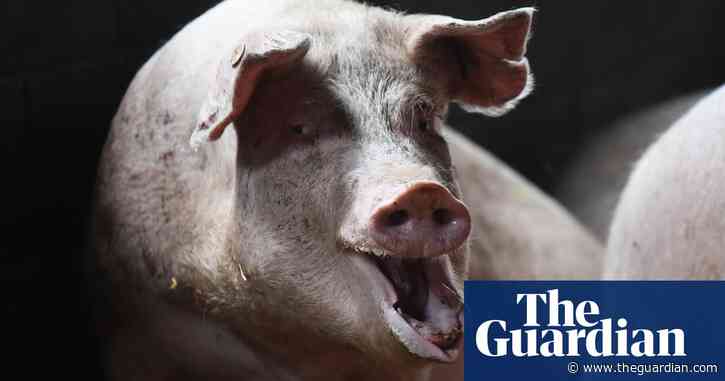 Woolworths and Coles source pork from abattoirs featured in ‘horrific’ pig slaughter video