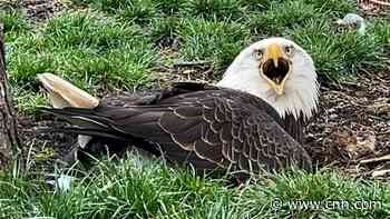 Bald eagle builds nest to protect a rock