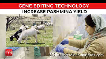 Aiming to increase pashmina production, scientists work on gene editing technology in Kashmir