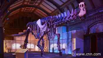 Meet the titanosaur: Dinosaur giant goes on display in Europe for the first time
